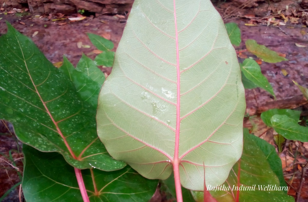 Ficus arnottiana (Miq.) Miq.